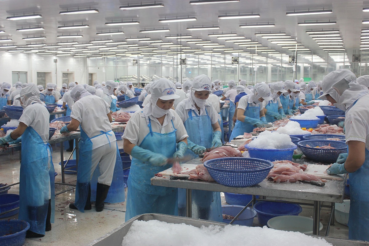 Chế biến cá tra